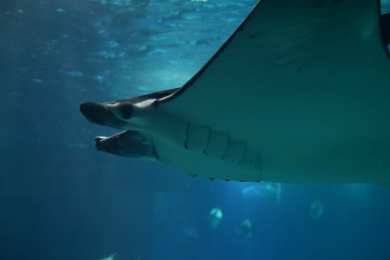 big sting ray swimming