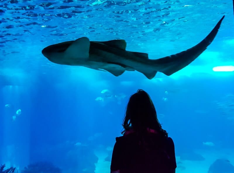 A teen with a ponytail looking throught the clear glass at the Oceanarium in Lisbon as a shark swims by. Lisbon is one of the best vacations for families with teenagers
