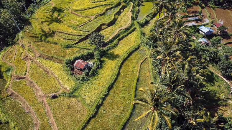 panoramic view of lush, vibrant green rice terraces in Bali, Indonesia