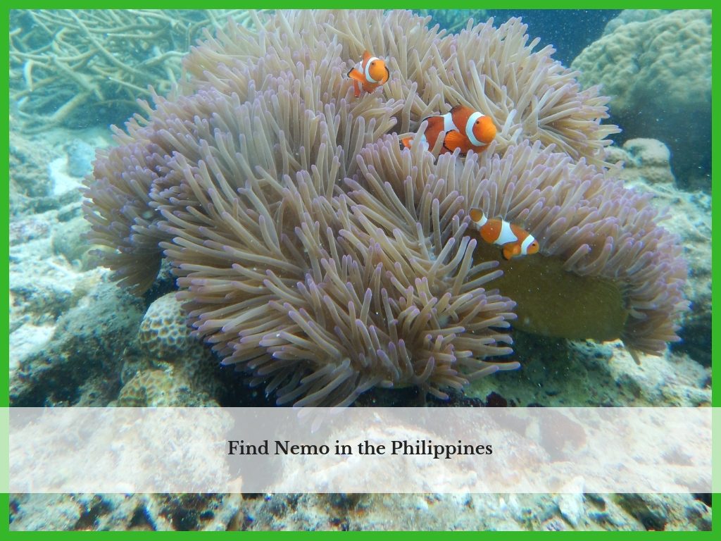 Clown fish in the Philippines
