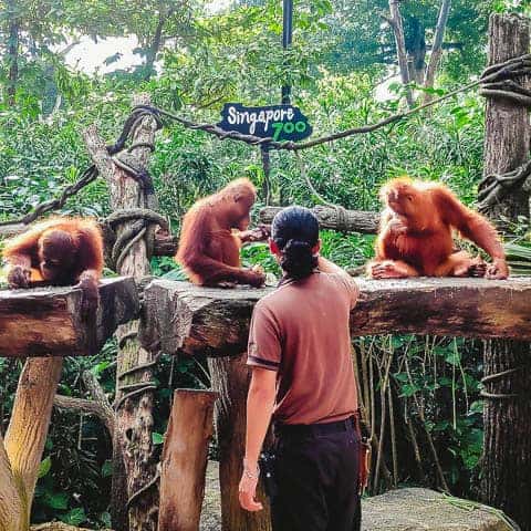 Zoo keeper at singapore Zoo