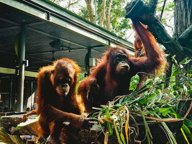 Orangutans waiting for food at Singapore Zoo