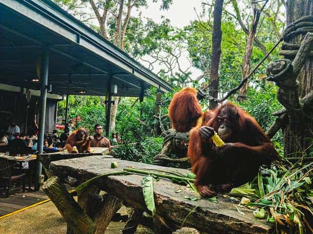 Singapore zoo orangutans eating breakfast