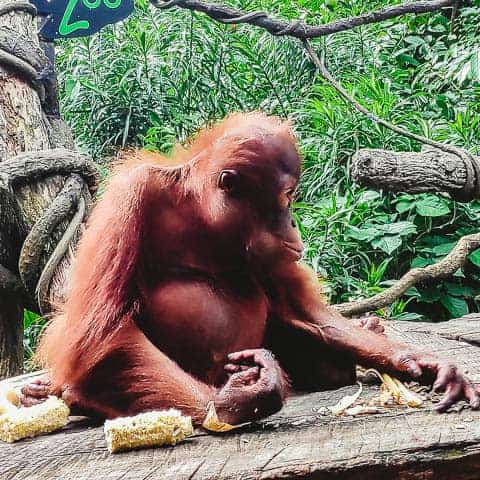 eating Orangutans at Singapore Zoo