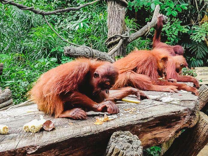 Breakfast with orangutans, Singapore sees over half a dozen animals on display
