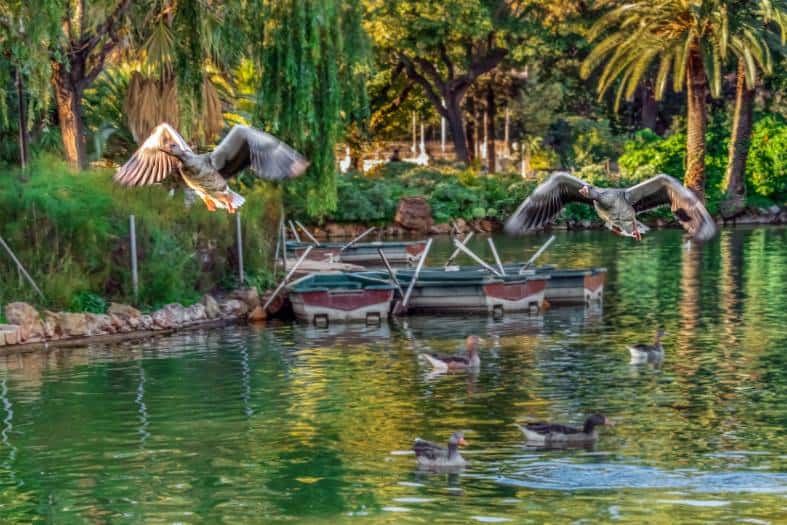 Parc de la Ciutadella in Barcelona with its lake and row boats