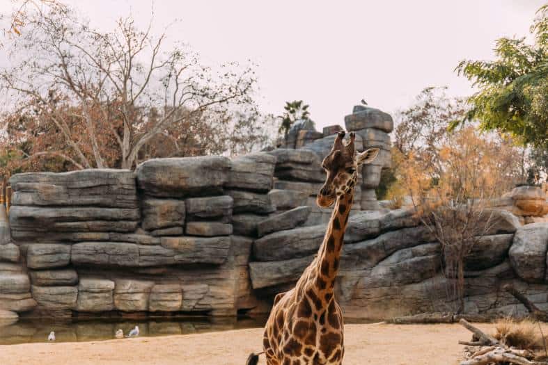 A giraffe at the Barcelona Zoo