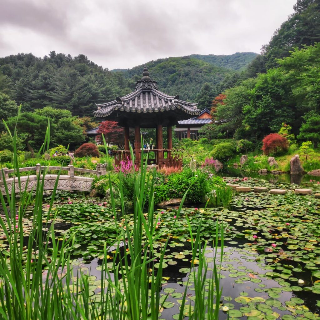 Korean garden at Morning calm on our tour with Trazy