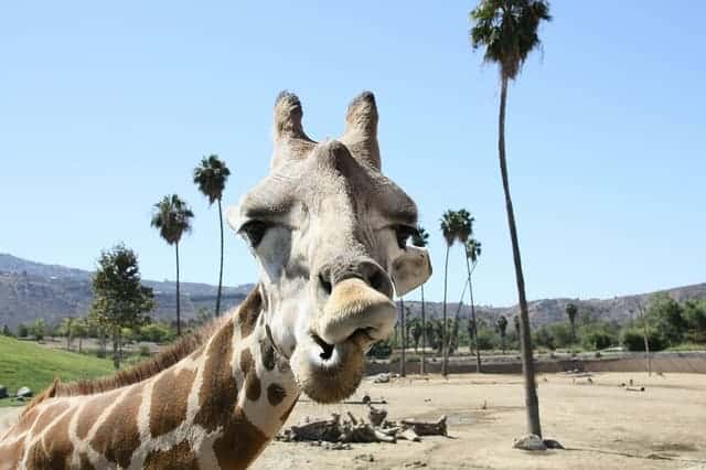 San Diego zoo animals