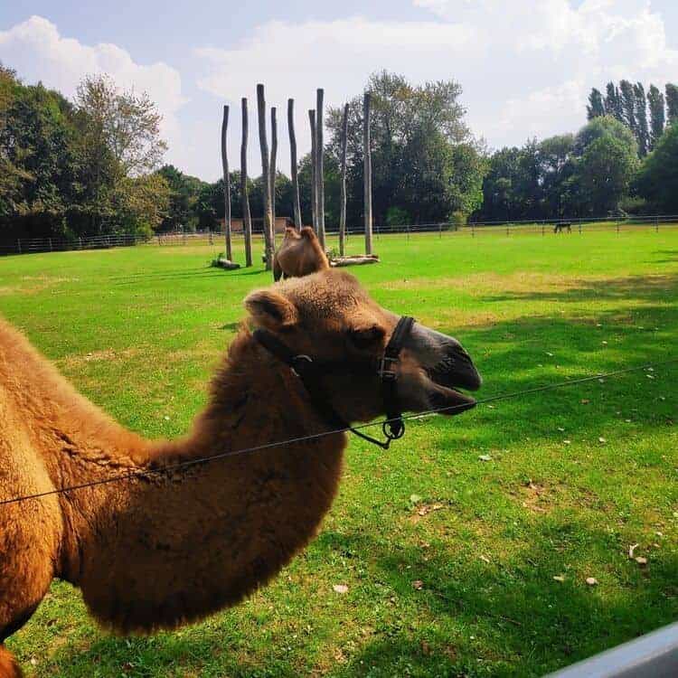 A camel at the Mundenhof in Freiburg