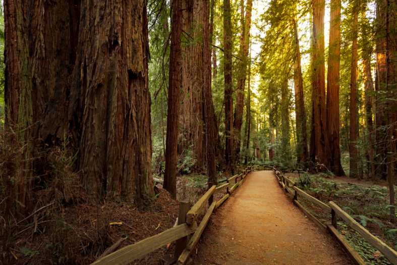 tall redwoods in a forest near San Francisco