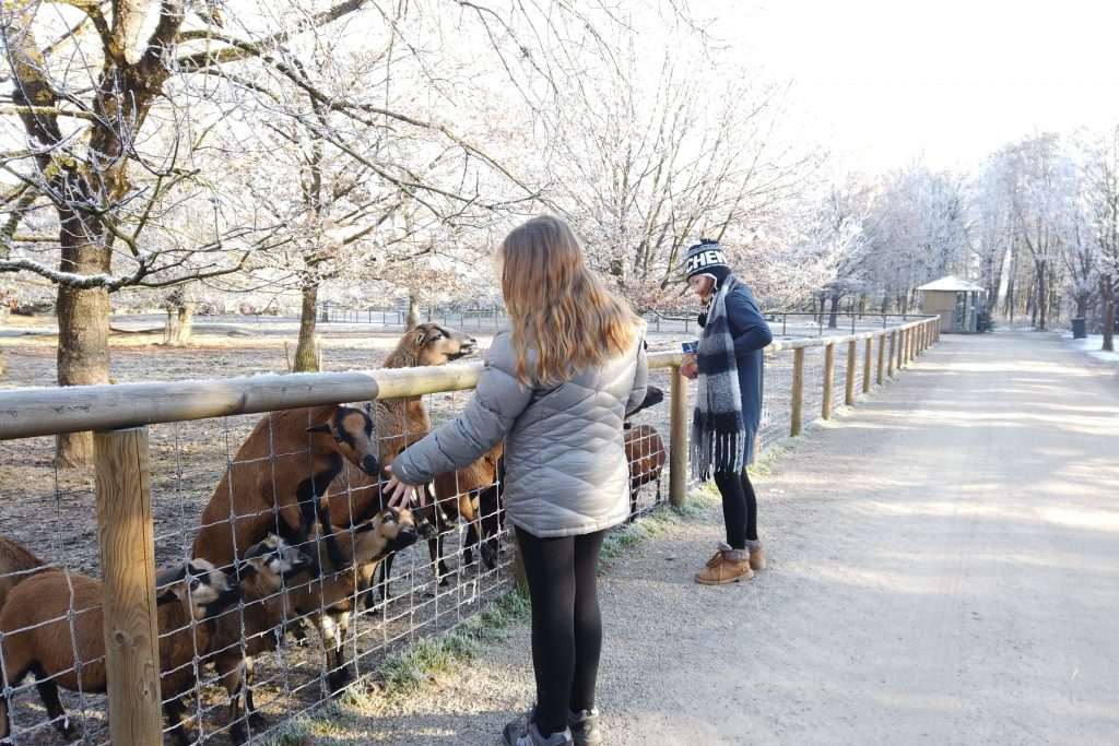 Feeding animals at Park Poing