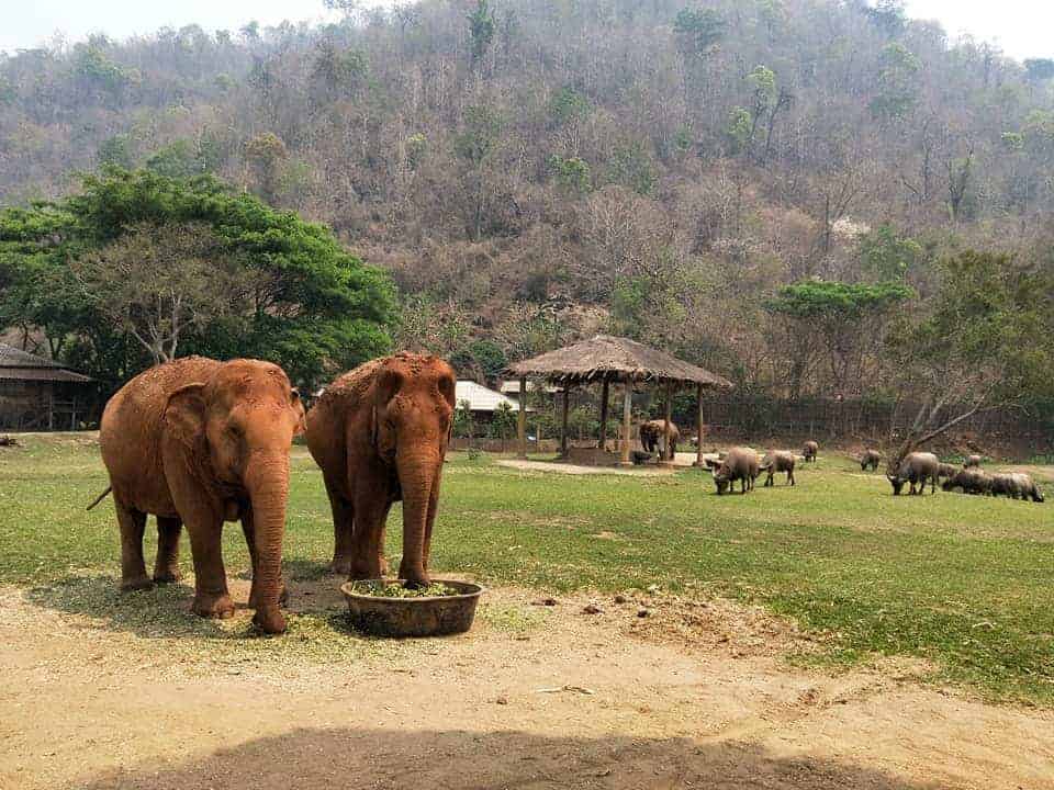staying over night at elephant nature park