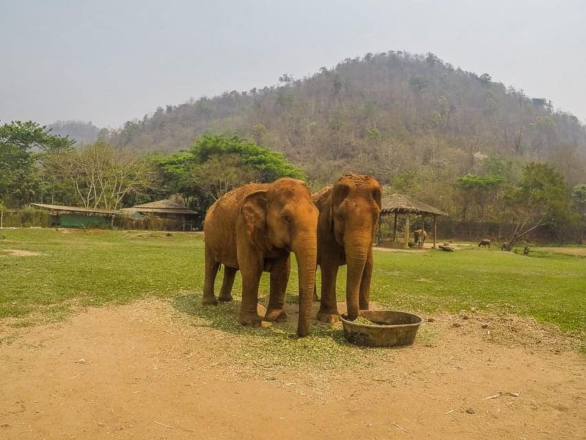 Elephants eatring in Thailand