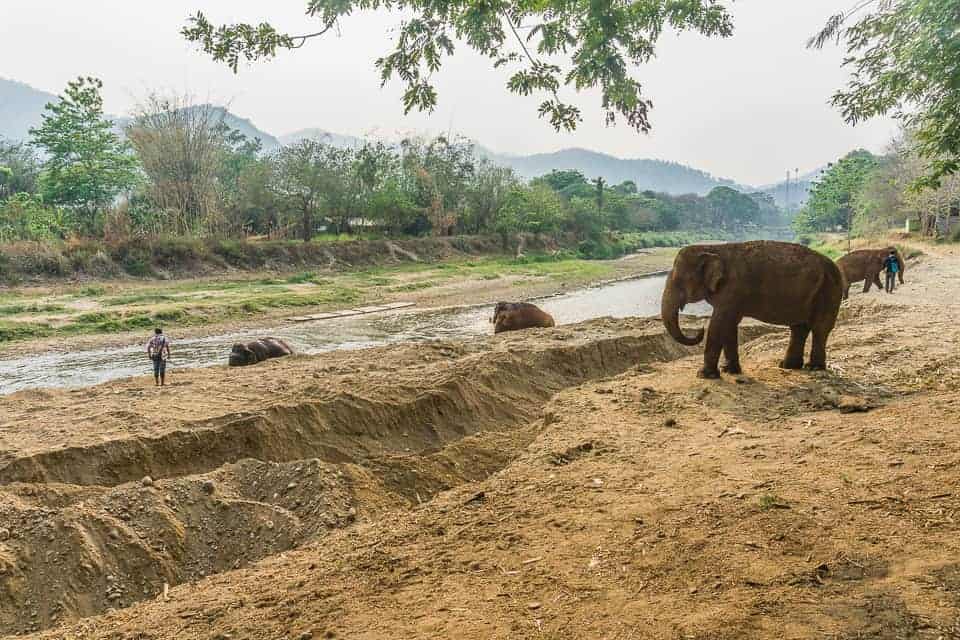 The Elephants roaming