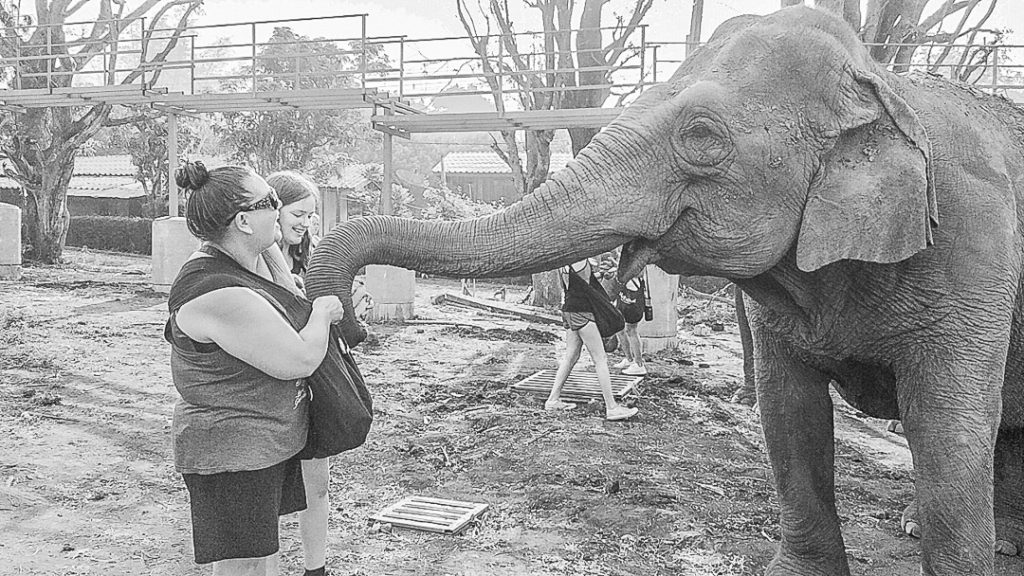 Feeding the Elephants