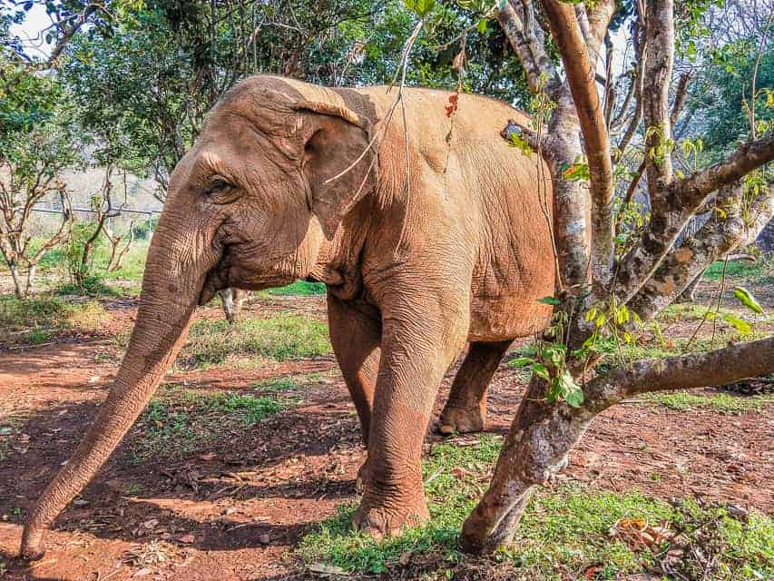 Elephant Nature park