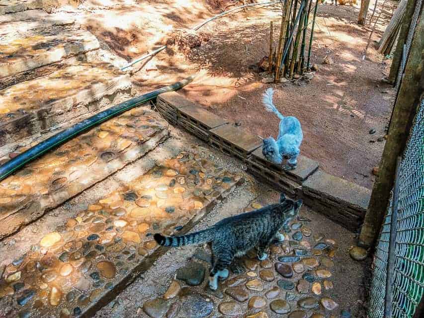 The cat sanctuary at Elephant Nature Park
