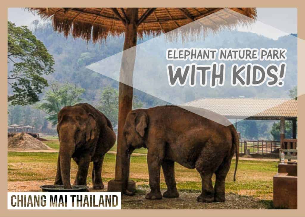 elephants in Thailand
