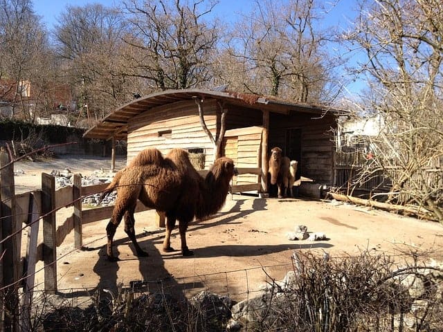 Zurich Zoo as a wonderland of Wildlife Adventures in Zurich