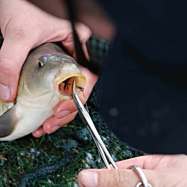 catching a carp at a fish farm near York