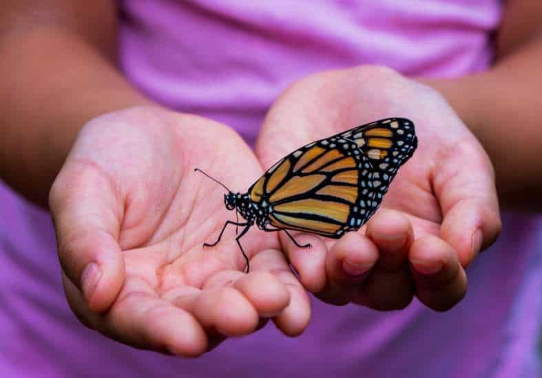 a butterfly landing on a kids hands