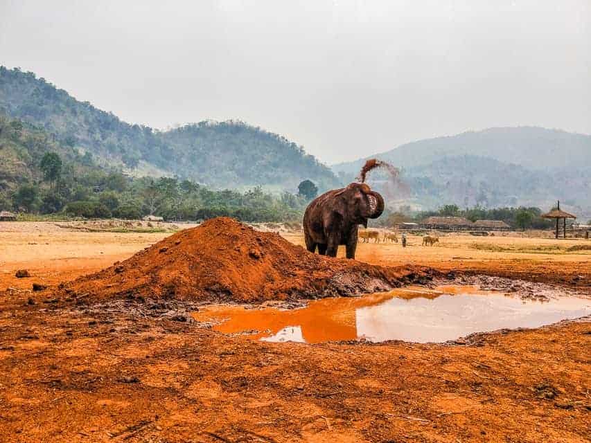 An elephant at Elephant Nature Park in Chiang Mai. Staying the night at Elephant Nature Park is one of the best things to do in Chiang Mai with teenagers
