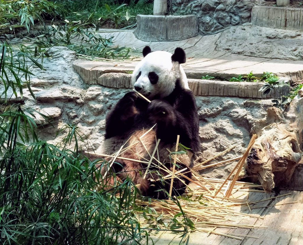 a giant panda in his enclosure at Chiang Mai zoo eating bamboo
