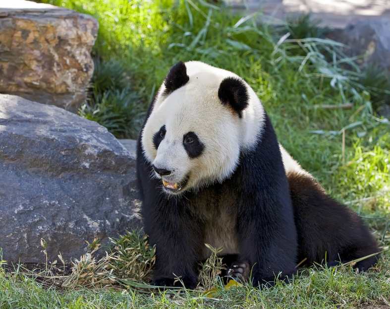 a panda sitting on the green grass at Adelaide