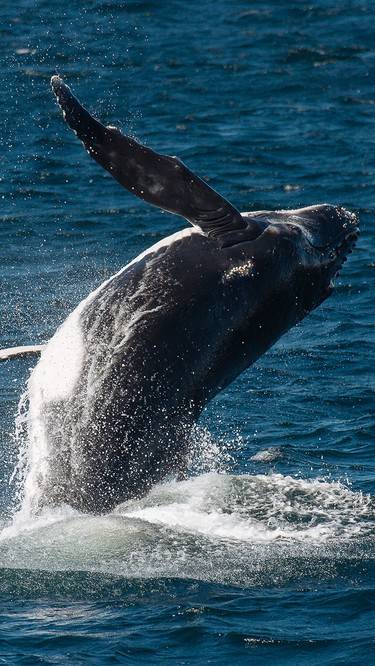 Whales off the coast of Merimbula