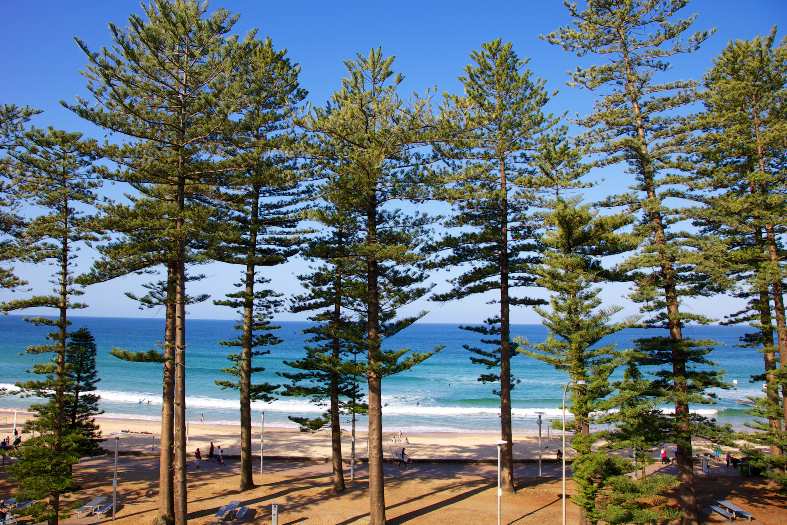 manly Beach in Sydney with its white sands and pine trees