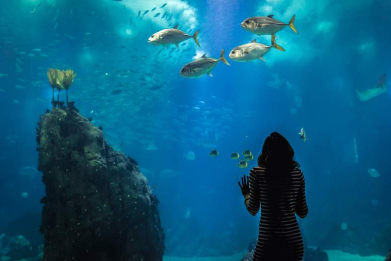 a teenage girl looking at the fish at SeaLife in San Antonio