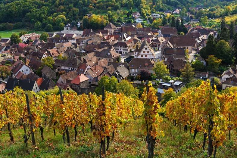 rows of grapes overlooking a small Alsace village