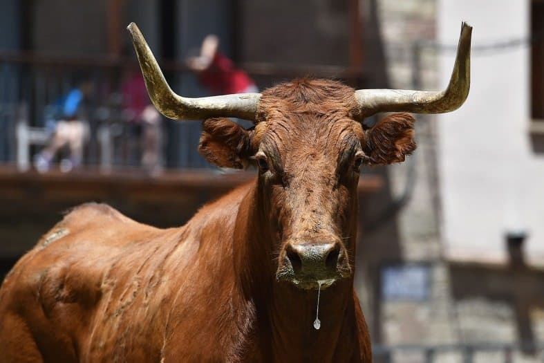 A longhorn at Tejas Rodeo in Bulverde Texas