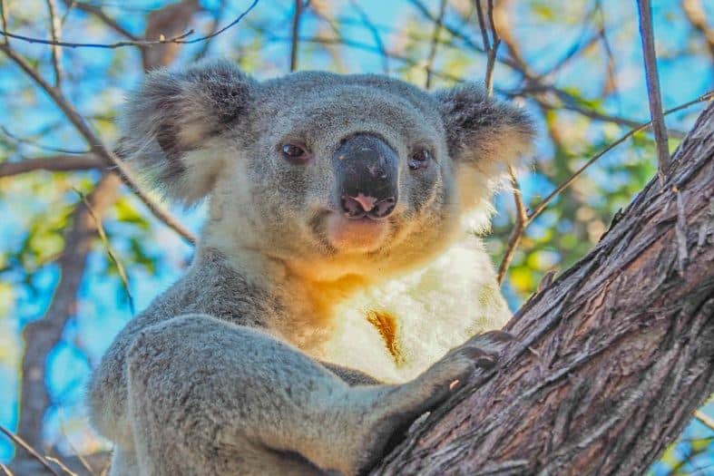 Lone Pine Koala Sanctuary in Brisbane, Queensland