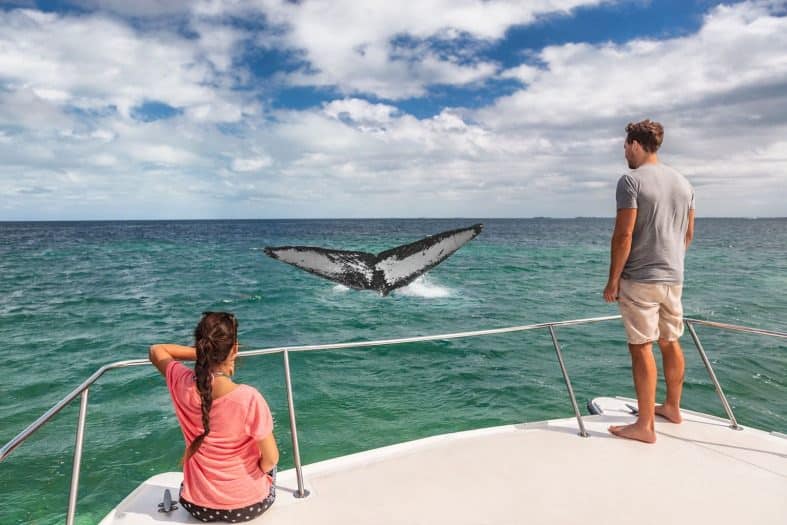 powerful and majestic silhouette of a humpback whale gracefully breaching the surface of the ocean
