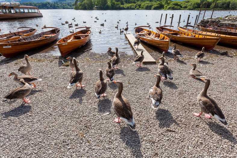 ducks, boats and l;akes in England