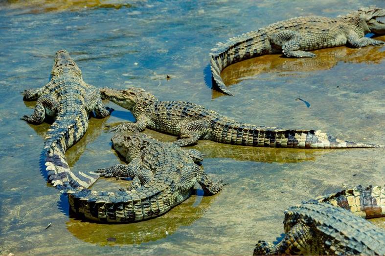 Aligators in water at St Augustine Aligator Park
