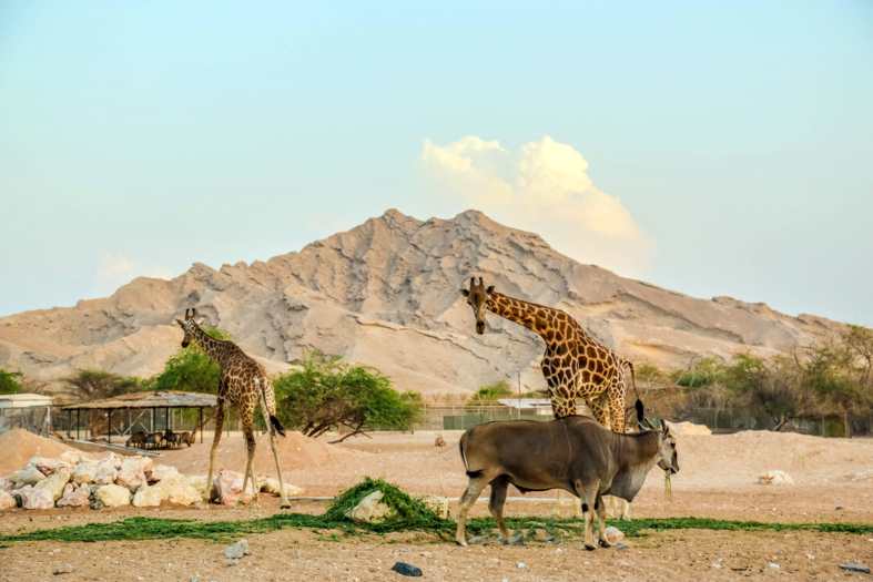 giraffes at Al Ain Zoo in Abu Dhabi