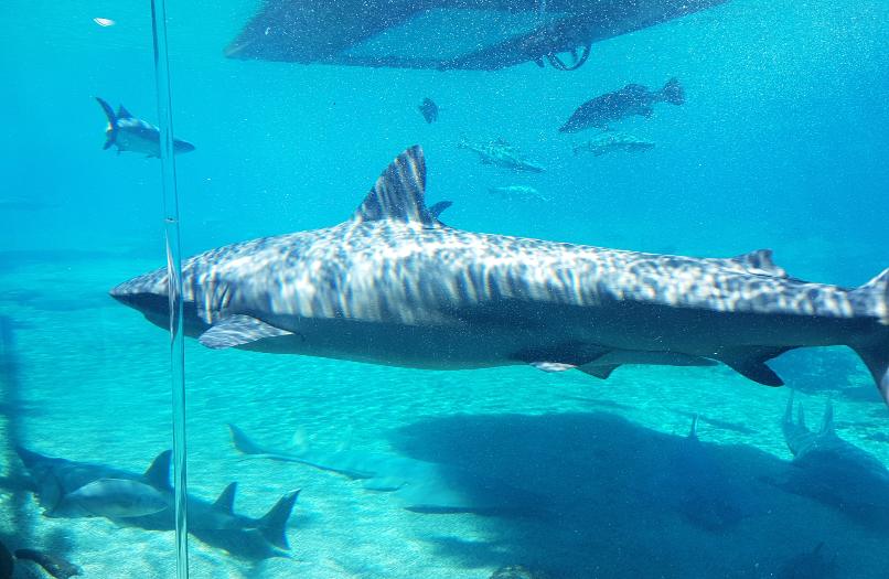 Sharks swimming around at SeaWorld on the Gold Coast