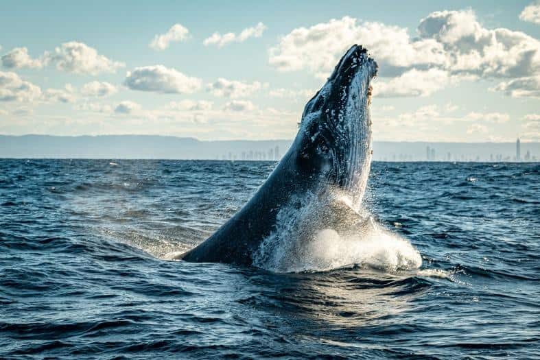 a humpback whale breaking the surface of the Gold Coast waters