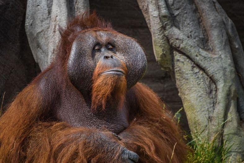 a big monkey at the Dublin Zoo