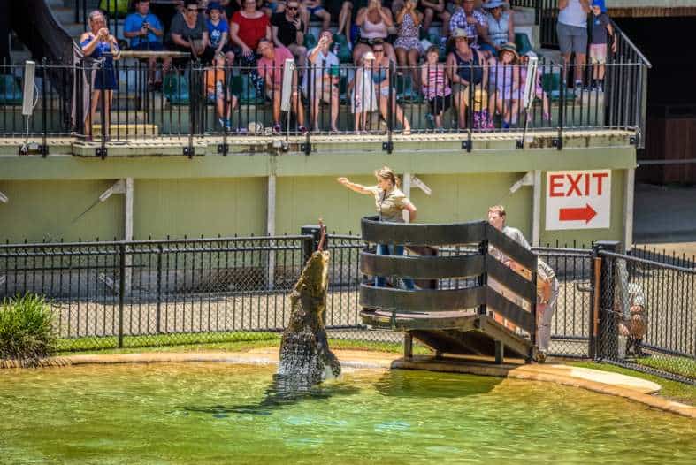 family activities gold coast include watching crocodiles at Australia zoo
