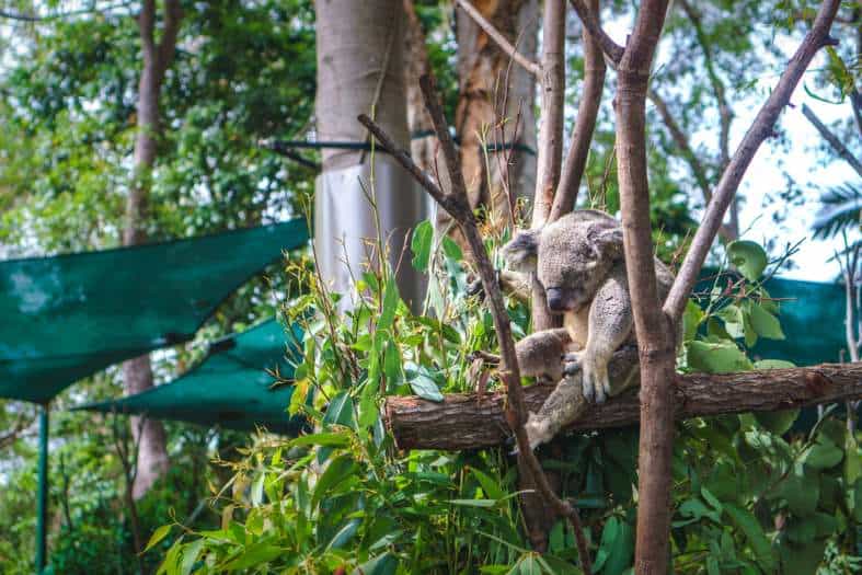 A koala at Curcumin on the Gold Coast. Things to do in gold coast include seeing a koala
