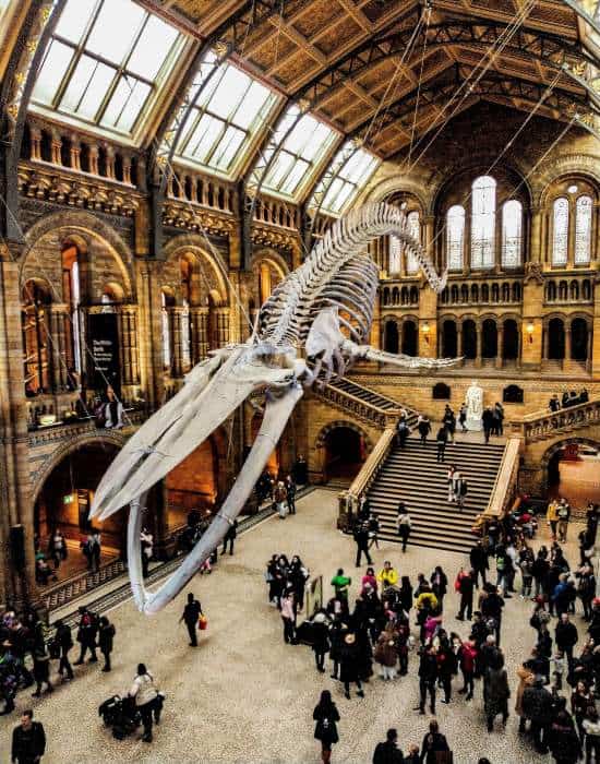 Museum of Natural History New Yorlk City, New York