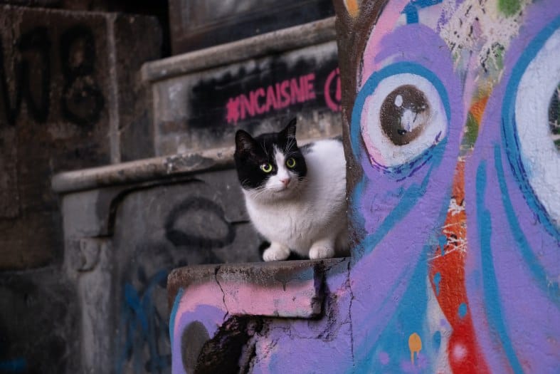 a cat on the streets of Istanbul