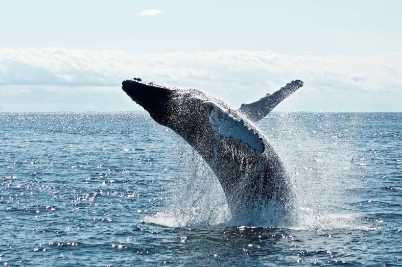 a whale breaching near Boston