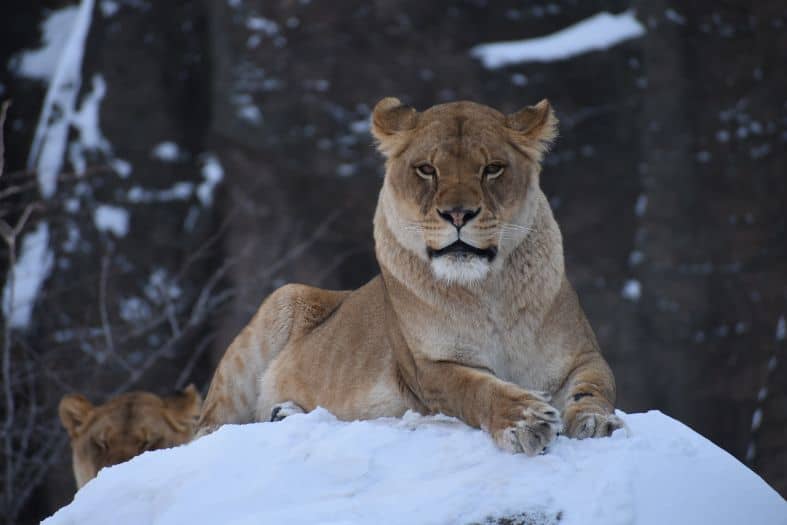 a lion in the snow at Lincoln Park Zoo