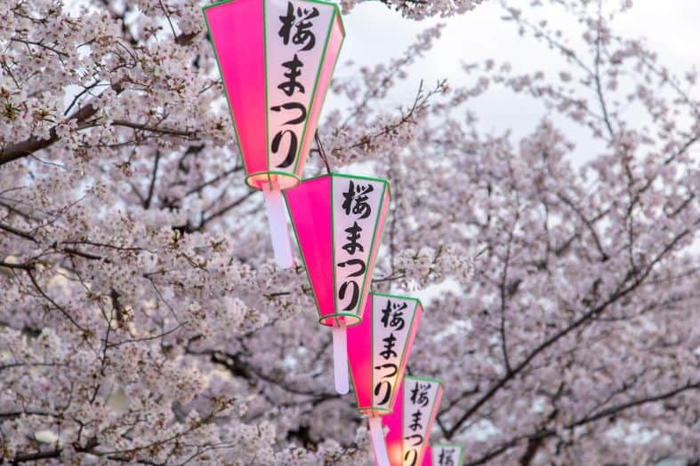 Mesmerizing Tokyo cherry blossoms in full bloom