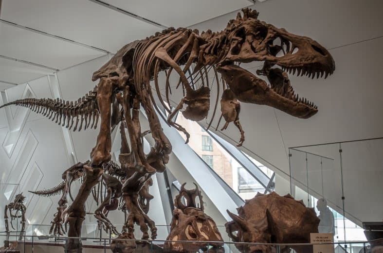 Dinosaurs skeleton in Ontario museum